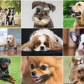 Šunų veislės: kaip išsirinkti tinkamiausią šeimos draugą?