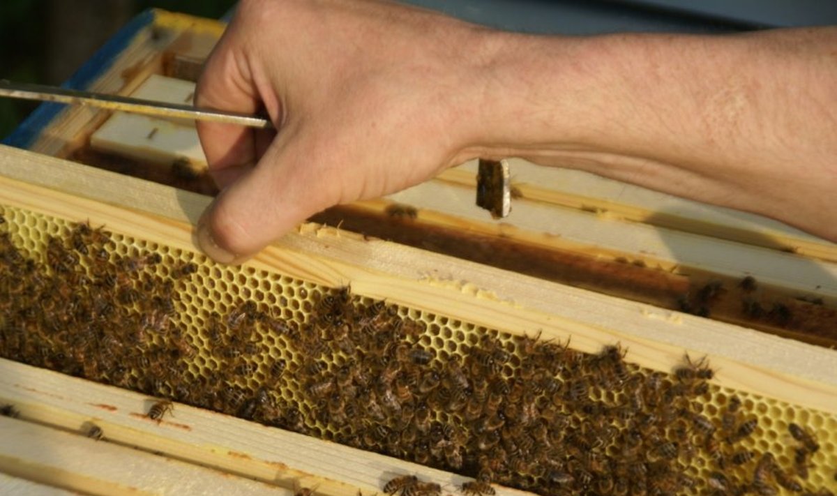 Bitės atnešė verslininkams sėkmę