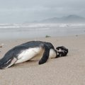 Į Brazilijos pakrantę išmesti 500 nugaišusių pingvinų