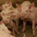 Rusijos veterinarijos tarnyba: kiaulių maras Lietuvoje jau keturis mėnesius