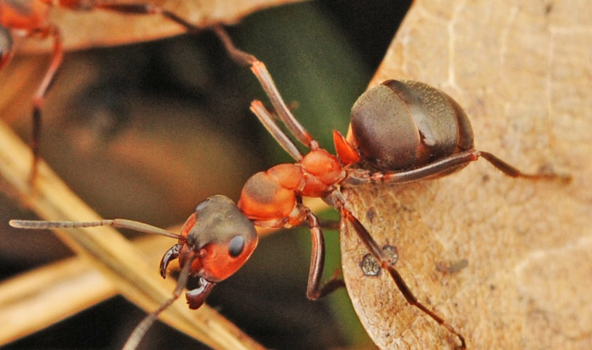 Juodoji miško skruzdėlė