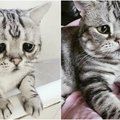 Katės liūdesys sulaukė populiarumo: internautai stebisi jos išvaizda