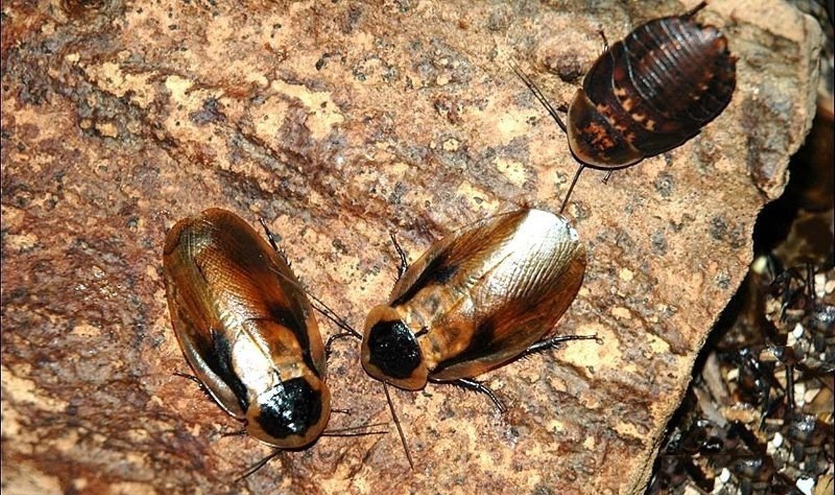 Tarakonai yra svarbi mitybos grandinės ir azoto apytakos rato dalis / Nuotraukoje - B. discoidalis tarakonai