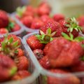 Lithuanian consumers shocked as strawberries hit €9 a kilo