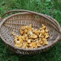 Grybautojai suglumę: voveraičių nėra, bet kaina mažėja