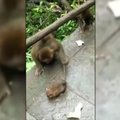 Beždžionės žaidė su kukurūzų ieškojusia pele