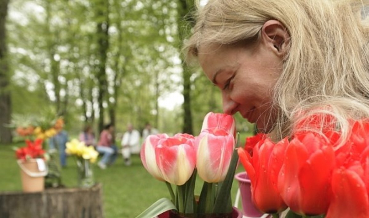 Tulpių šventė Vingio parke