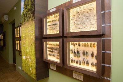 Garsiąją drugelių ir vabzdžių kolekciją muziejaus lankytojai paskutinį kartą matė 2018-aisiais. Nuo tada šis miesto turtas paslėptas saugyklose