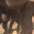 Nyderlandų zoologijos sode nufilmuotas drambliuko gimimas