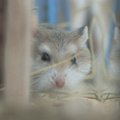Gamtininko D. Liekio videoblogas: kaip susidraugauti su žiurkėnais?