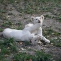 Tailandiečio godumas: 14 albinosų liūtų, jaučiaragis ir surikatos gyveno sandėlyje