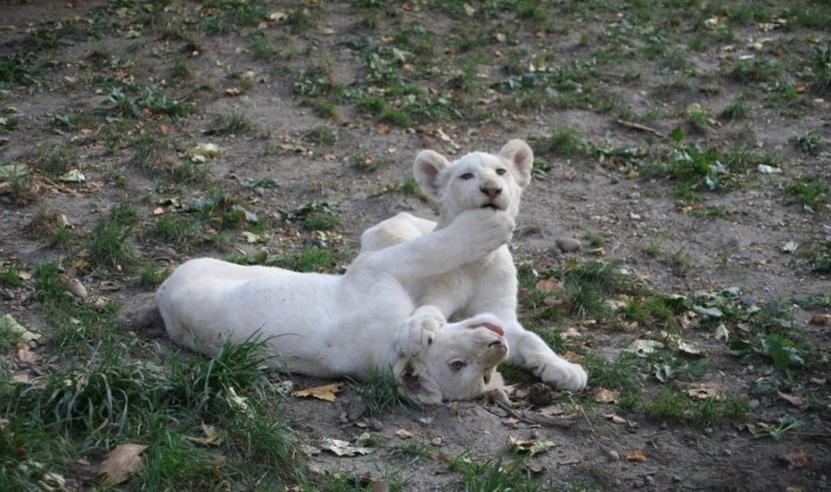 Liūtai albinosai (Asociatyvi nuotr.) 