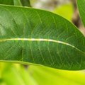 Gerai įsižiūrėkite į pateiktą mango medžio lapo paveikslėlį. Ar pastebite jame ką nors neįprasto?