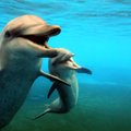 Delfinai – dideliame pavojuje: paaiškėjo didesni nei manyta jų medžioklės mastai