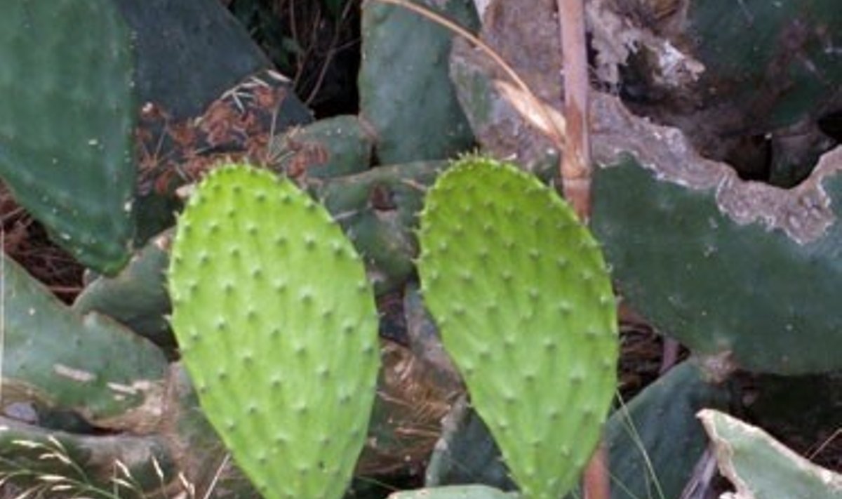 Kaktusas su ausimis