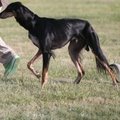 Varėnos r. praeivis mirtinai peršovė vilniečio vedžiojamą kurtų veislės šunį