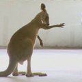 Melburno oro uosto automobilių stovėjimo aikštelėje apsilankė kengūra