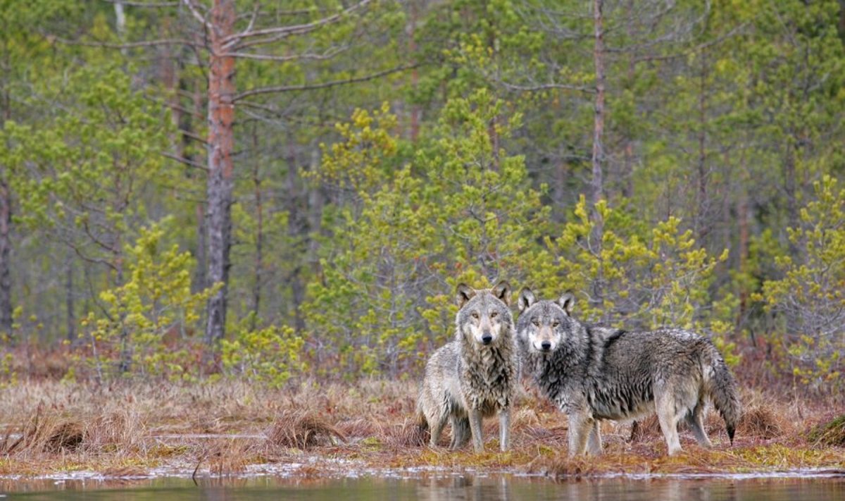 Vilkai vengia konfrontuoti su stambesniais už save aviganiais šunimis. Valdo Augustino nuotrauka