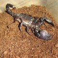Kaune įsikūrė labai draugiškas skorpionas: visi norintys gali jį pamatyti