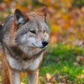 Bręstantys pokyčiai dėl vilkų medžioklės turėtų nudžiuginti ūkininkus: populiaciją reguliuosime kitaip