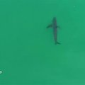 Kalifornijos paplūdimio pakrantėje prie banglentininkų sukiojosi didysis baltasis ryklys