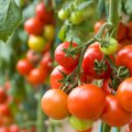 Pirmieji lietuviški pomidorai auginami naujoviškai