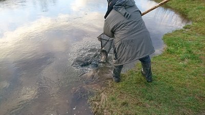 Lašišų ir šlakių reproduktoriai iškeliauja atgal į Nerį