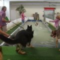 Vokietijoje atidarytas pirmas šunų baseinas