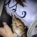 Gyvūnų gelbėtojams svyra rankos: gatvėje rado daug apleistų sergančių kačiukų