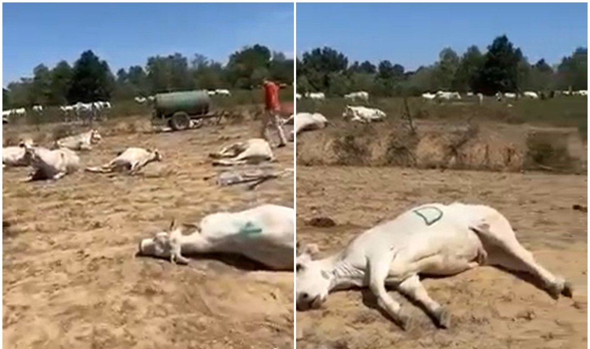 Cuneo provincijoje, Italijoje, rugpjūčio mėnesį išgaišusios karvės