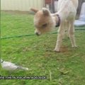 Alpaka praplėtė savo gerbėjų ratą „Instagram“: sode vaikėsi balandį
