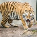 Naujo Lietuvos zoologijos sodo sezono vinis – tigras Edas