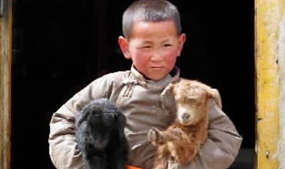 Mongolų klajoklių vaikas neša iš savo jurtos dvi mažas ožkytes. Apie 310 km nuo Ulan Batoro, Mongolija.