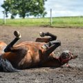 Radviliškio rajone jojimo treniruotė pasibaigė kraupiai: ant žemės kartu su žirgu nukrito ir žuvo vyriškis