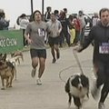 Čilėje šimtai šunų kartu su šeimininkais dalyvavo lenktynėse