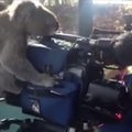 Aptikusi filmavimo kamerą koala atrado savo talentą