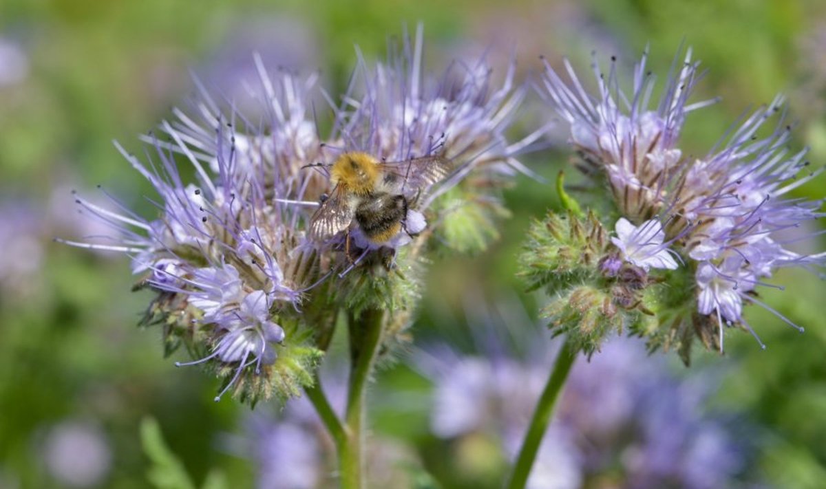Kamanės bitines facelijas lanko kartu su bitėmis, drugiais