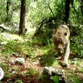 Vaizdo kamera užfiksavo išnykusiu laikytą JAV laukinį jaguarą
