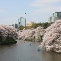 Japonijoje anksčiau nei paprastai prasidėjo sakūrų žydėjimo sezonas