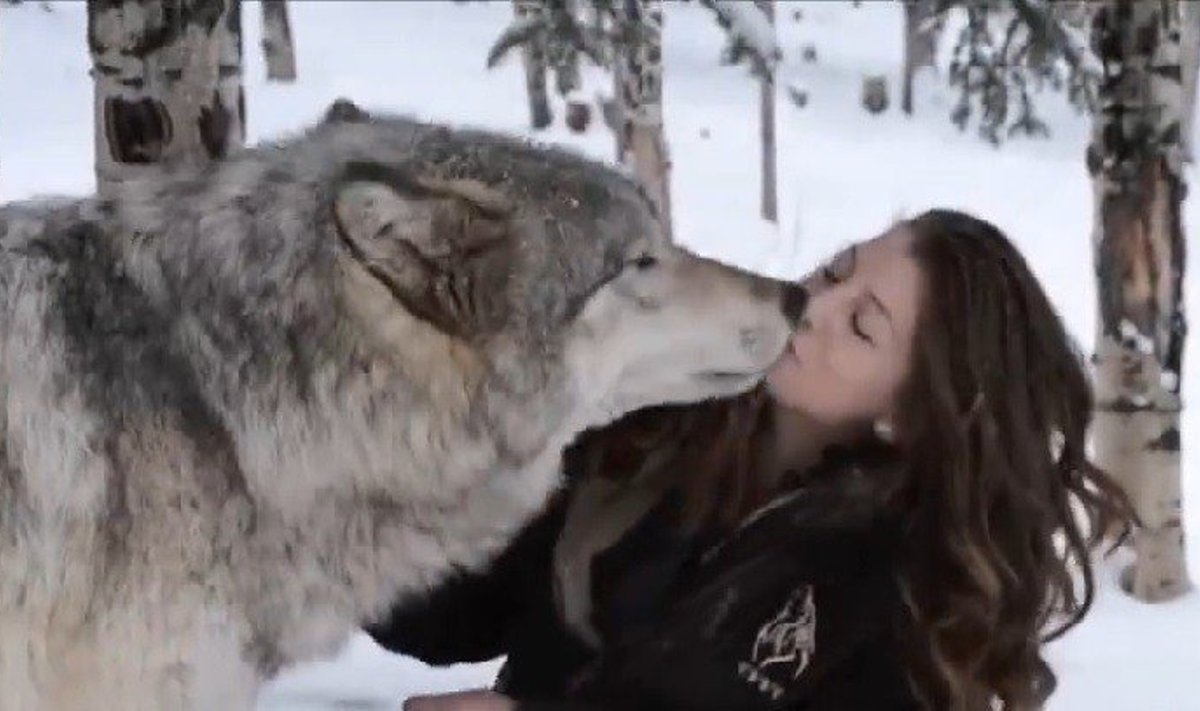 Vilko ir žmogaus draugystė