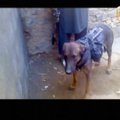 Afganistano talibai teigia „paėmę į nelaisvę“ užsienio pajėgų šunį