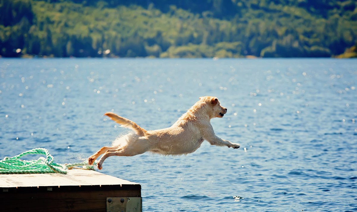 Šuo prie ežero Shutterstock