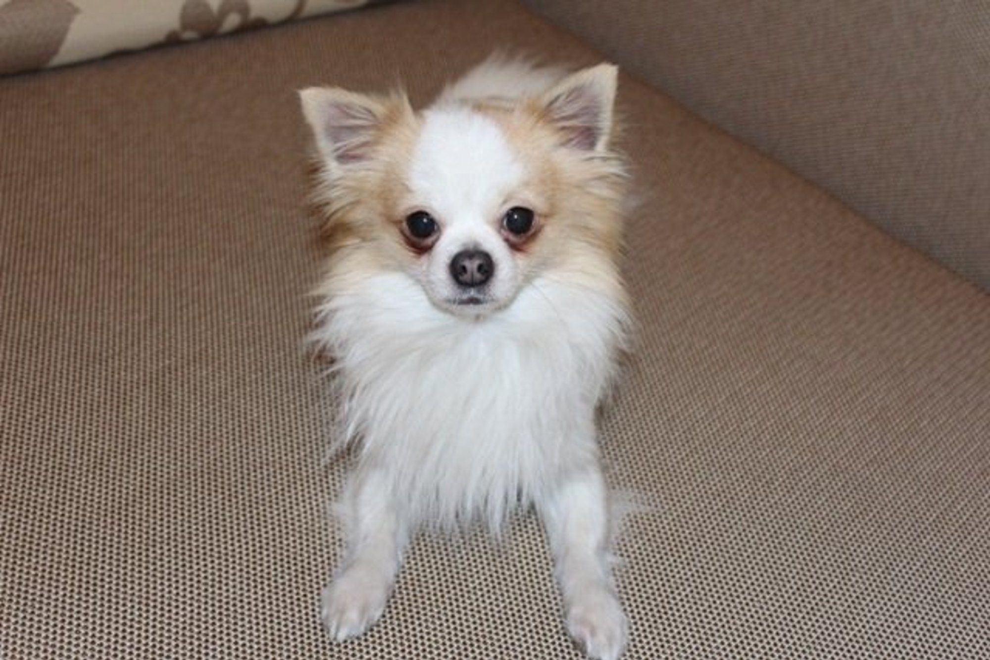 Kaune rastas šuo! - Delfi pilietis