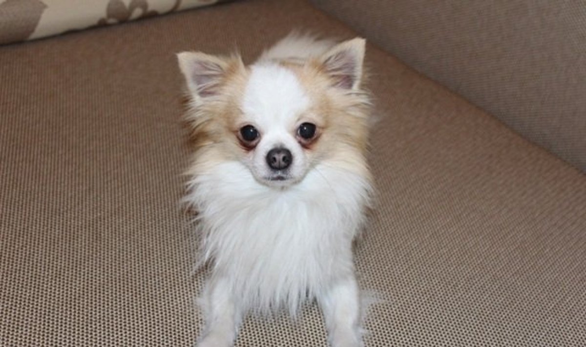 Kaune rastas šuo! - Delfi pilietis