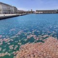 Italijos uostą užtvindė medūzos