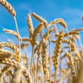 Ukrainian grain exports through Estonia unlikely due to high costs