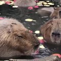 Japonijoje gyvenančios kapibaros lankytojus žavi maudynėmis karštosiose versmėse