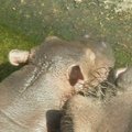 Berlyno zoologijos sode – 2 savaičių hipopotamukas
