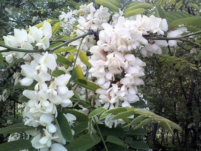 Baltažiedė robinija (Robinia pseudoacacia)t.jpg
