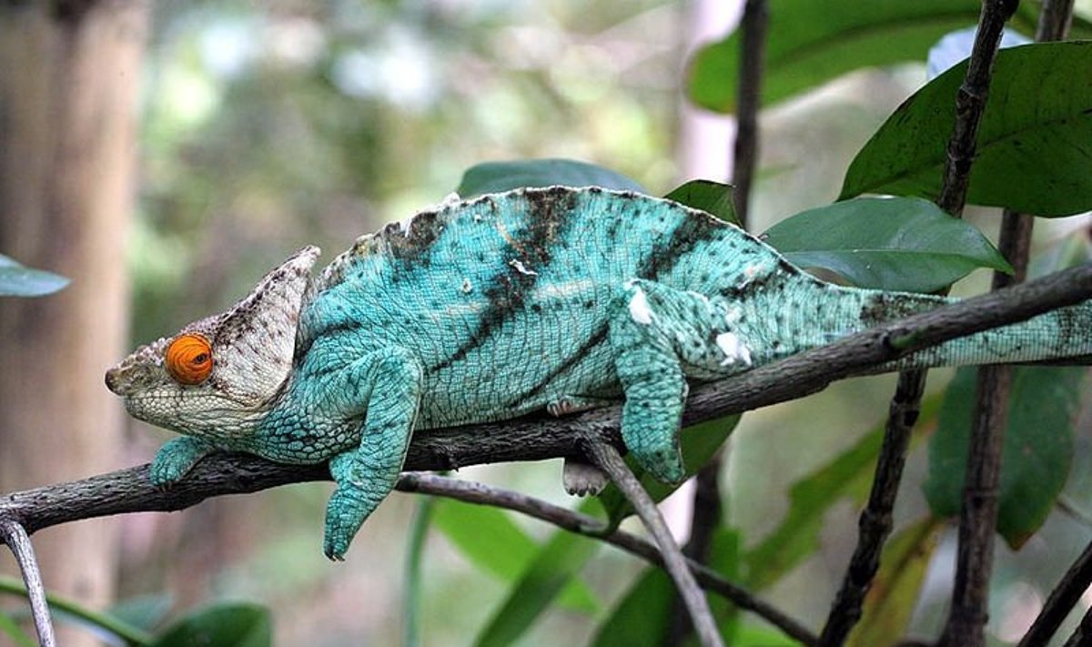 Tarzano chameleonas (Calumma tarzan)